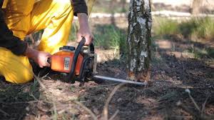 Reliable Tomahawk, WI Tree Services Solutions